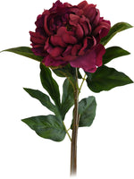 PEONY BURGUNDY