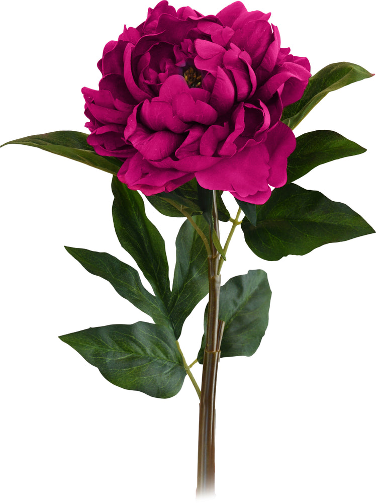 PEONY FUCSIA