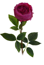 ROSE FUCSIA