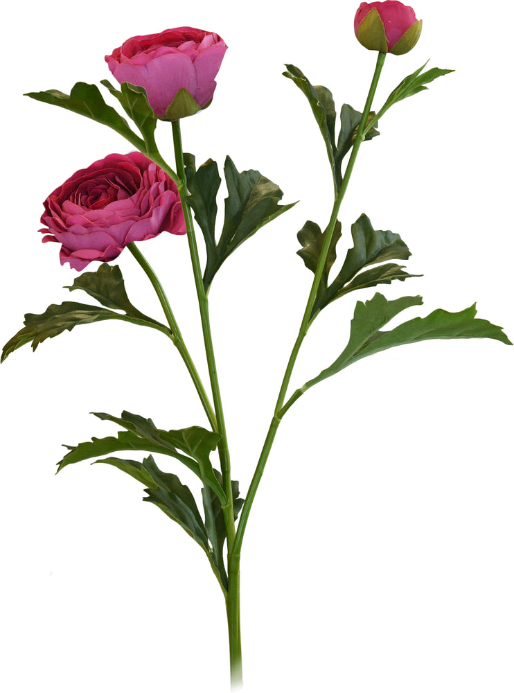 RANUNCULUS FUCSIA