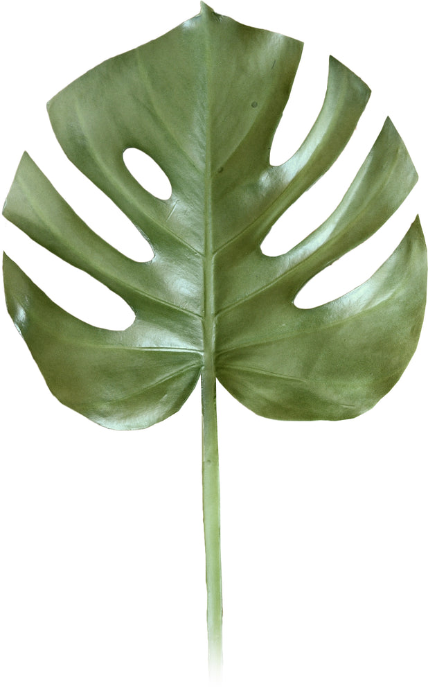 MONSTERA LEAF