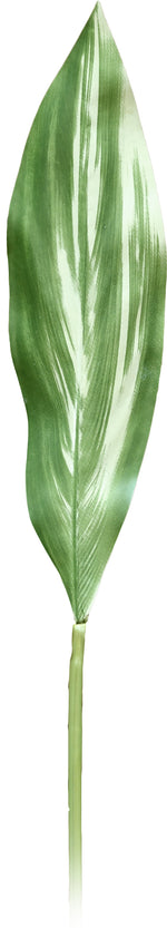 CORDYLINE LEAF